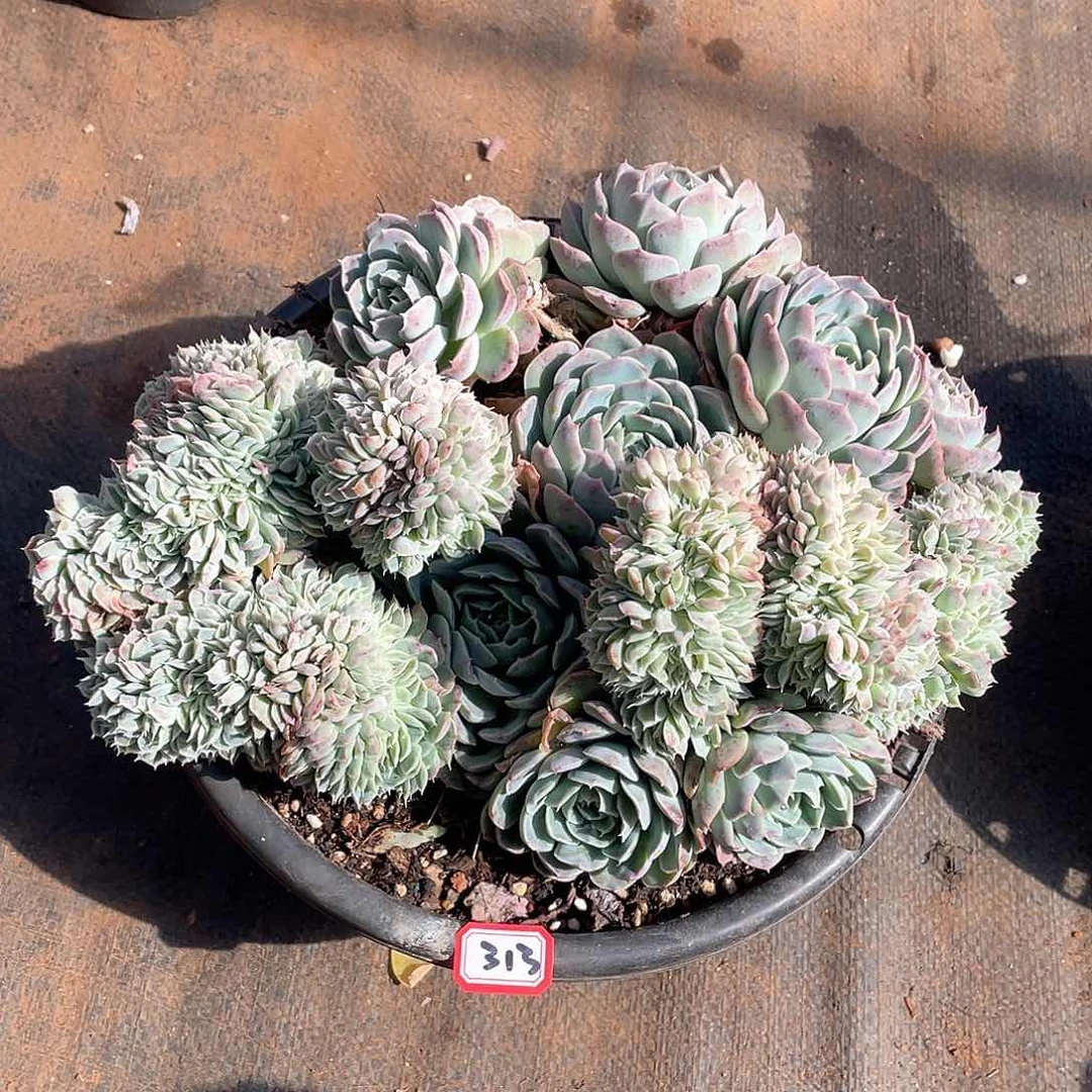 313香妃月影 一物一拍多肉