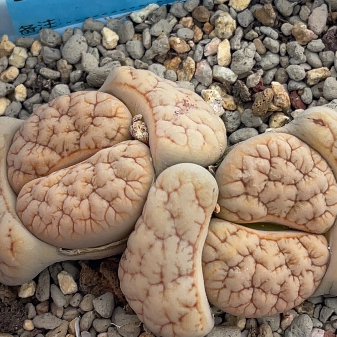 8970双头铁189一颗