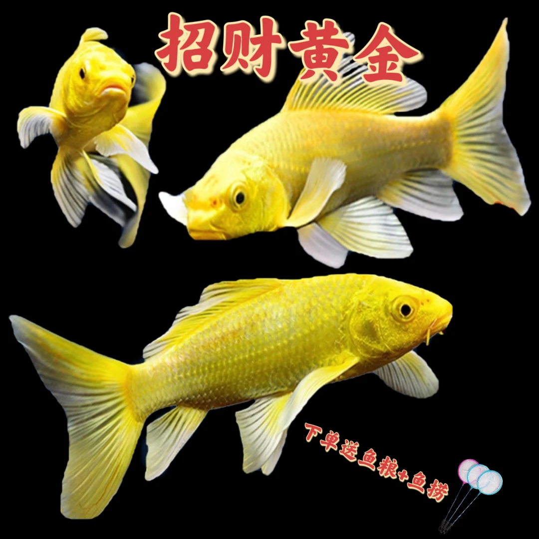 锦鲤观赏鱼黄金锦鲤龙凤招财草金鱼小鱼观赏鱼冷水鱼精品淡水鱼