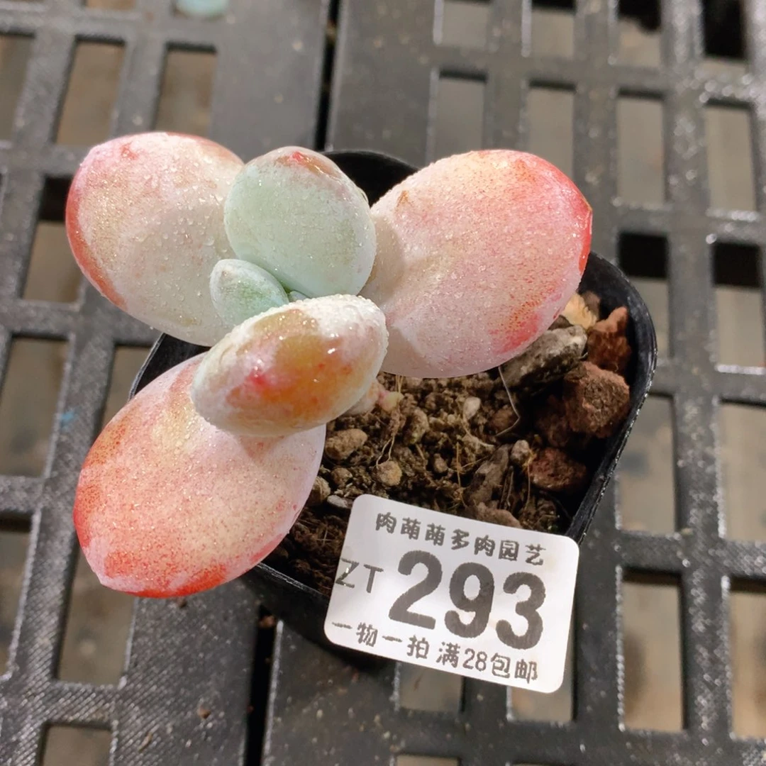 肉萌萌拇指盆精控多肉ZT293