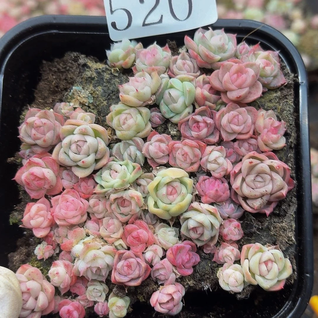 多肉植物多肉植物520