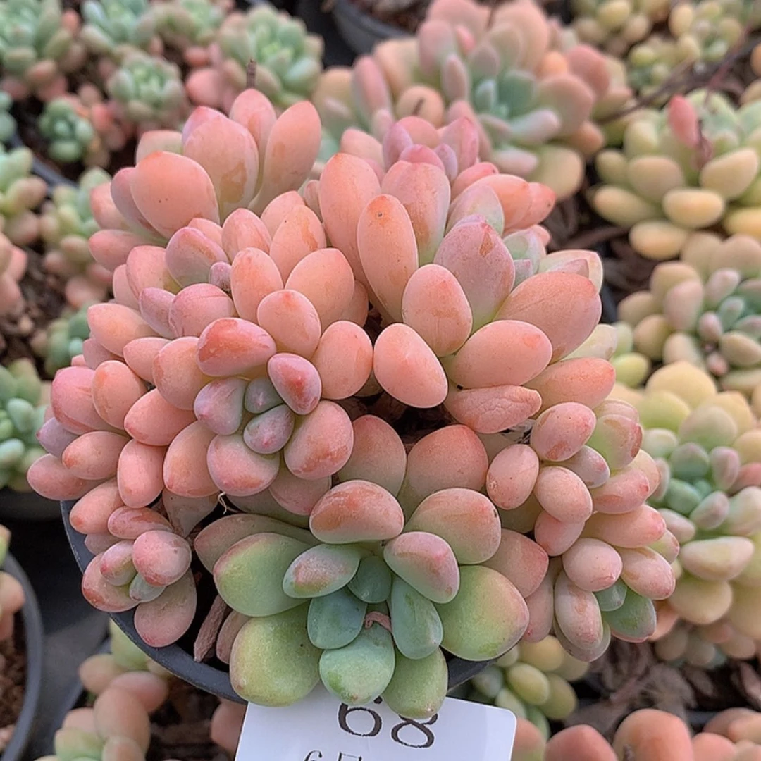 【闪购商品】云68号