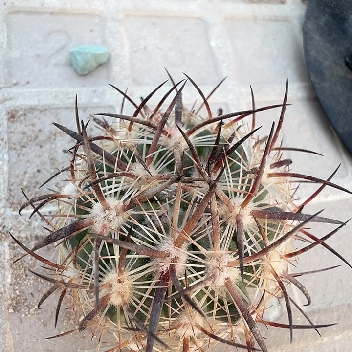 虎爪玉。一代侧。