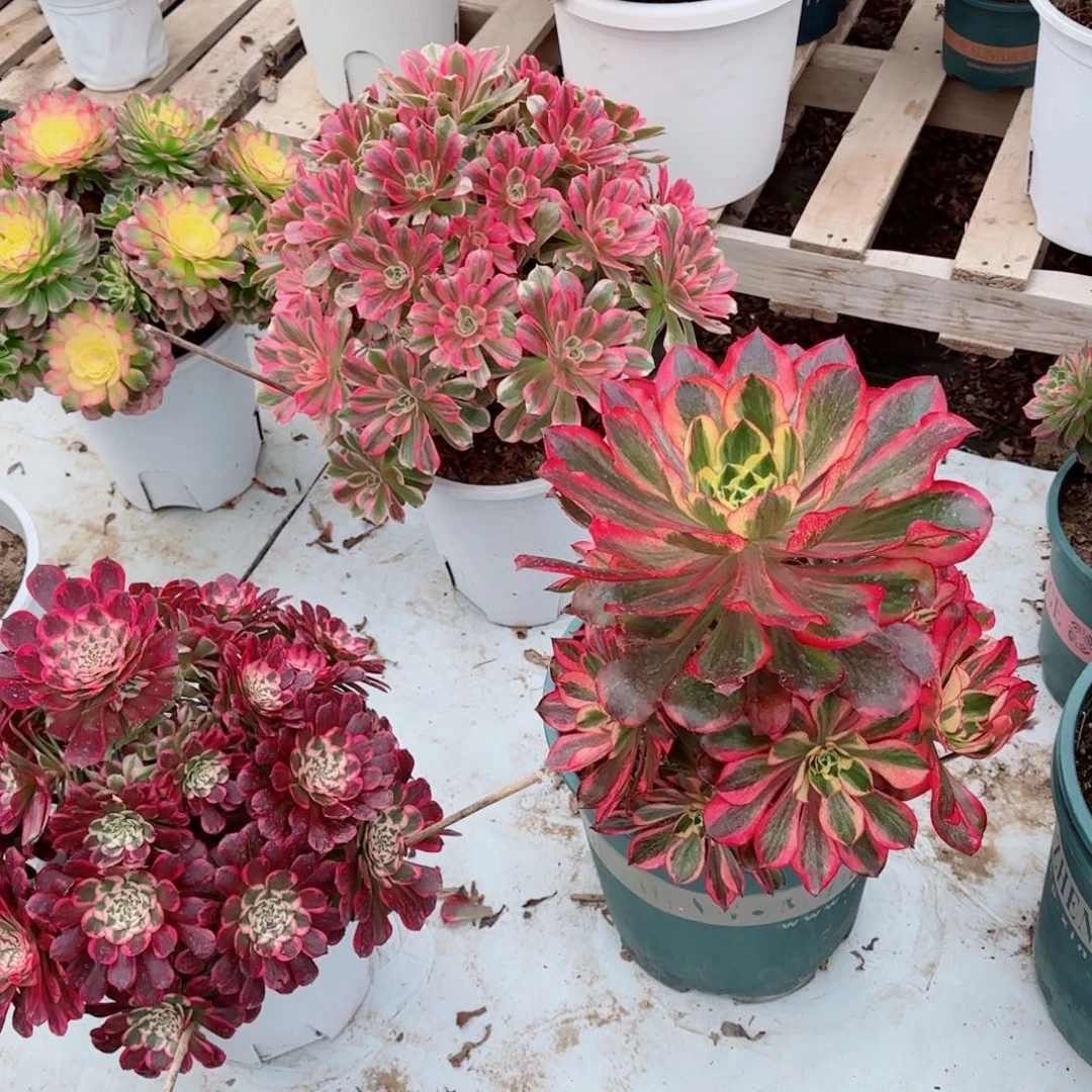 叶***子魅影，多肉植物生长速度