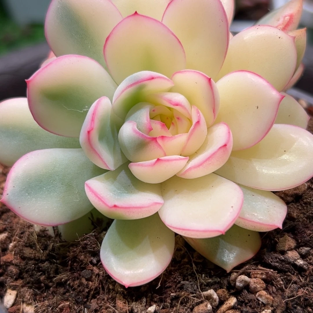 美***姥雨燕座，一物一拍。