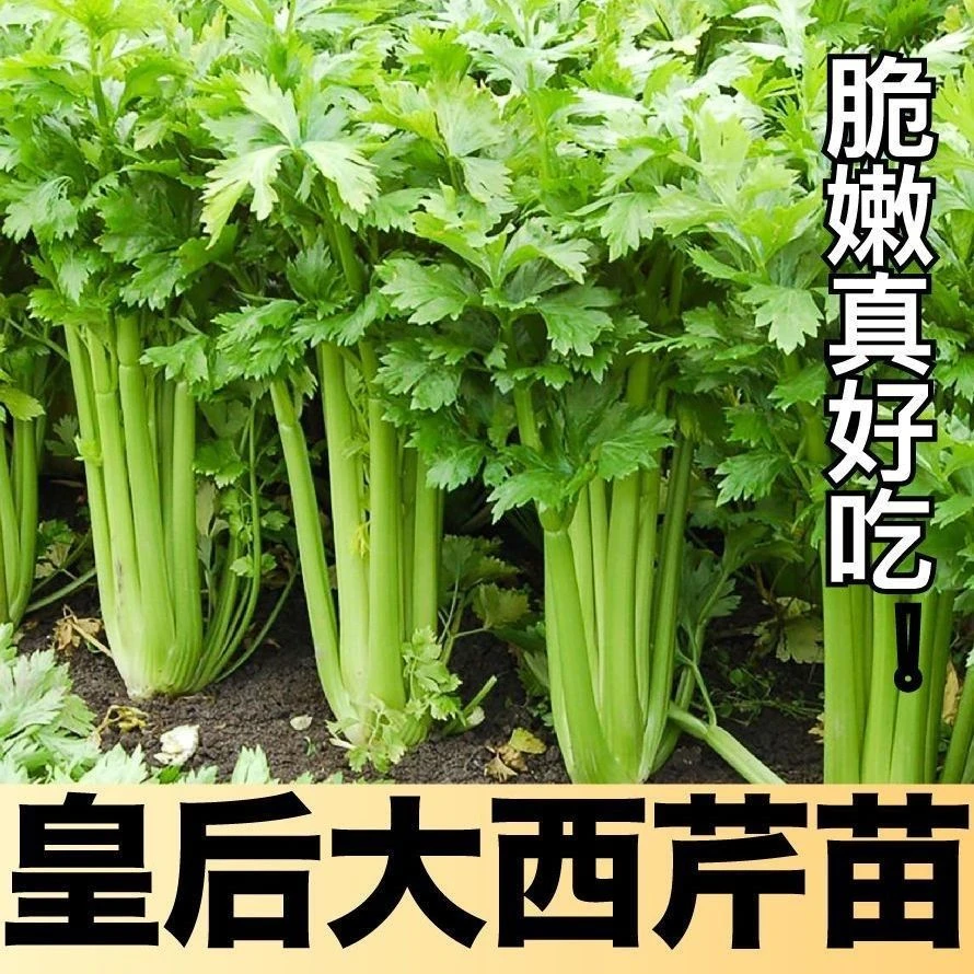 【40棵9块8】法国皇后西芹秧苗批发芹菜苗秧苗大肉芹秧苗秧苗芹菜