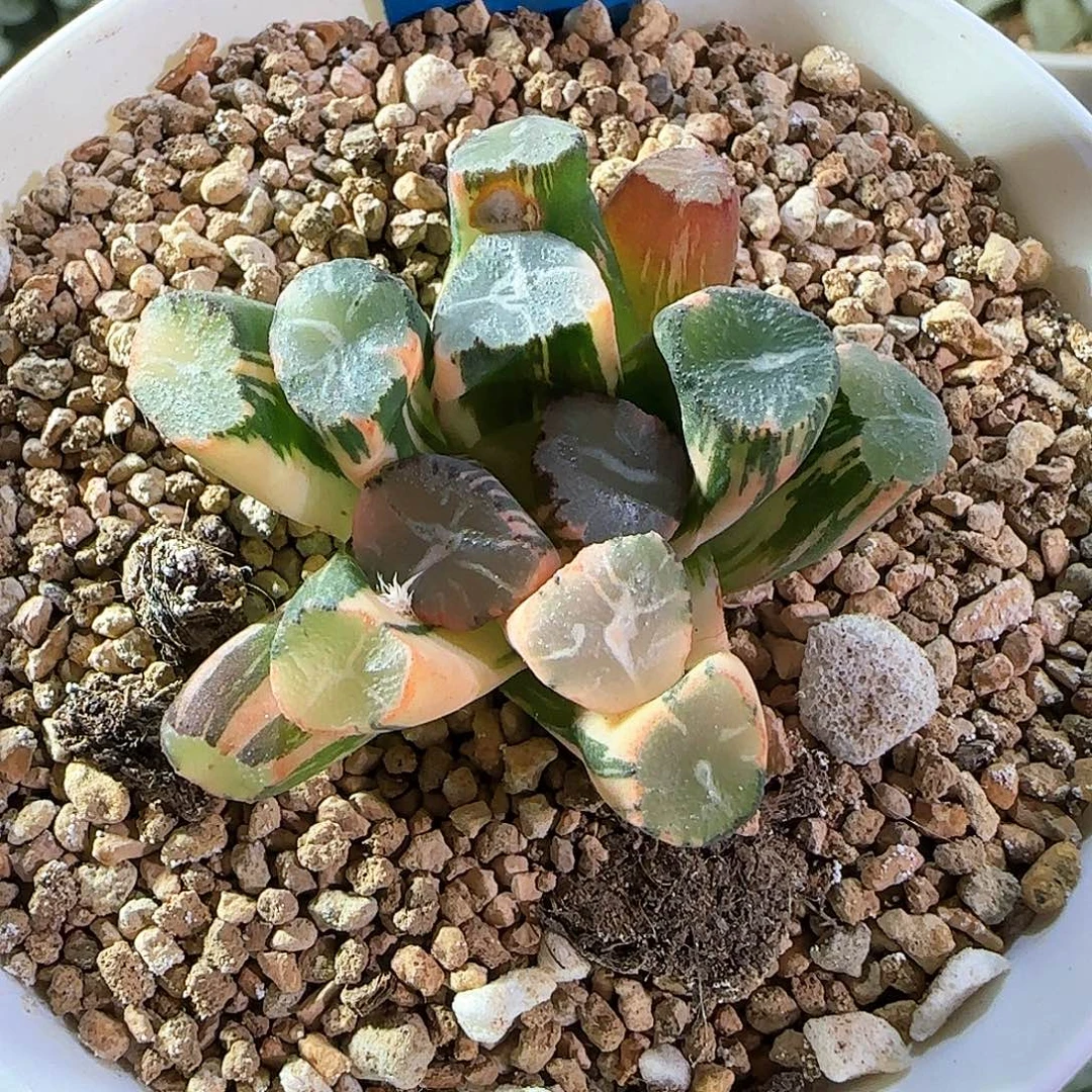 69号蜘蛛之巢万象锦一物一拍带盆土