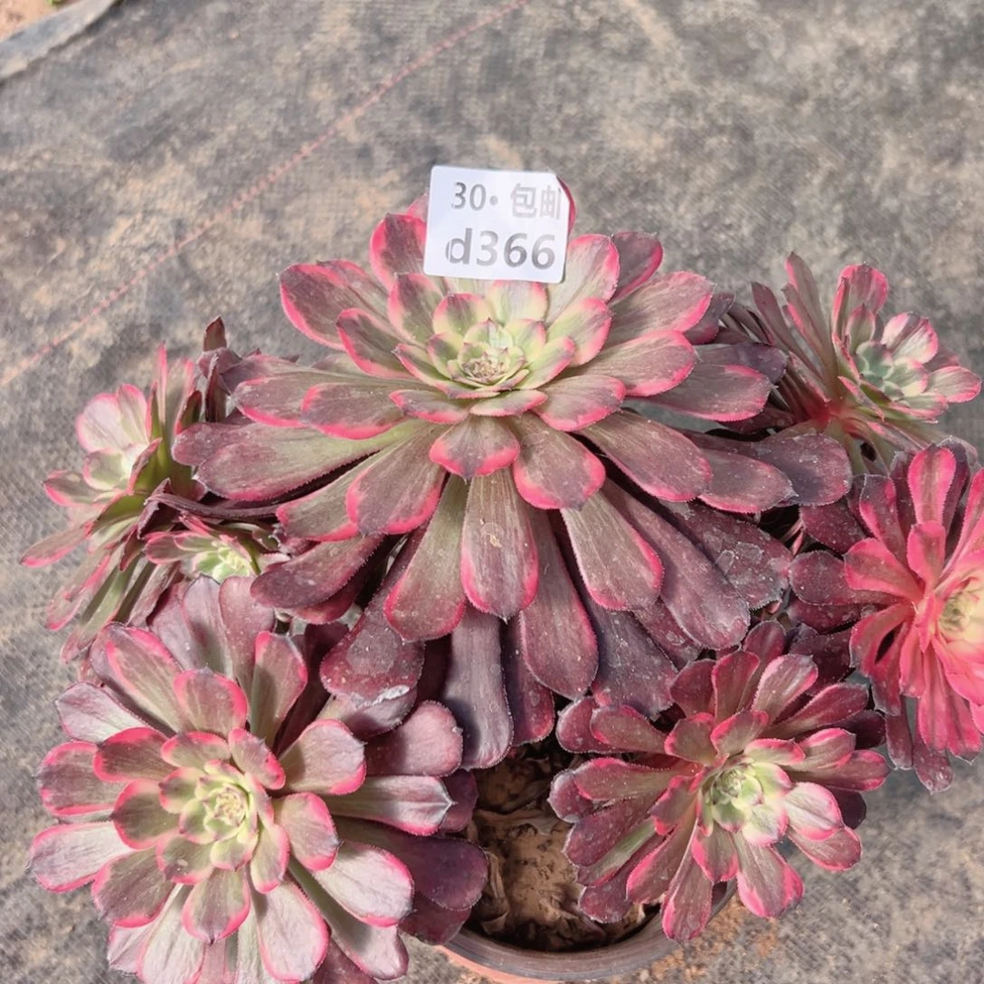 简****）366黑金刚多肉法师