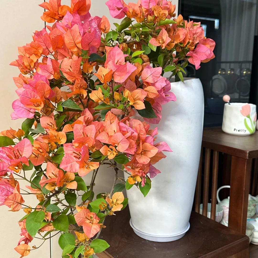 三角梅一物一拍四季开花