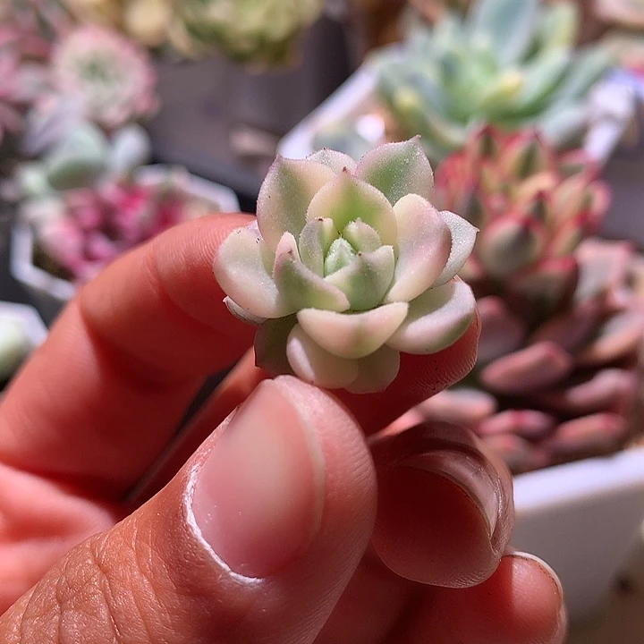 棕玫瑰腹轮锦侧芽