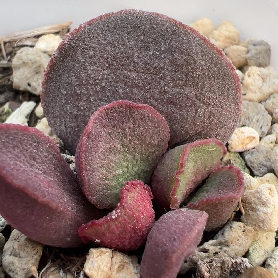 实生新品大苗多肉植物水泡