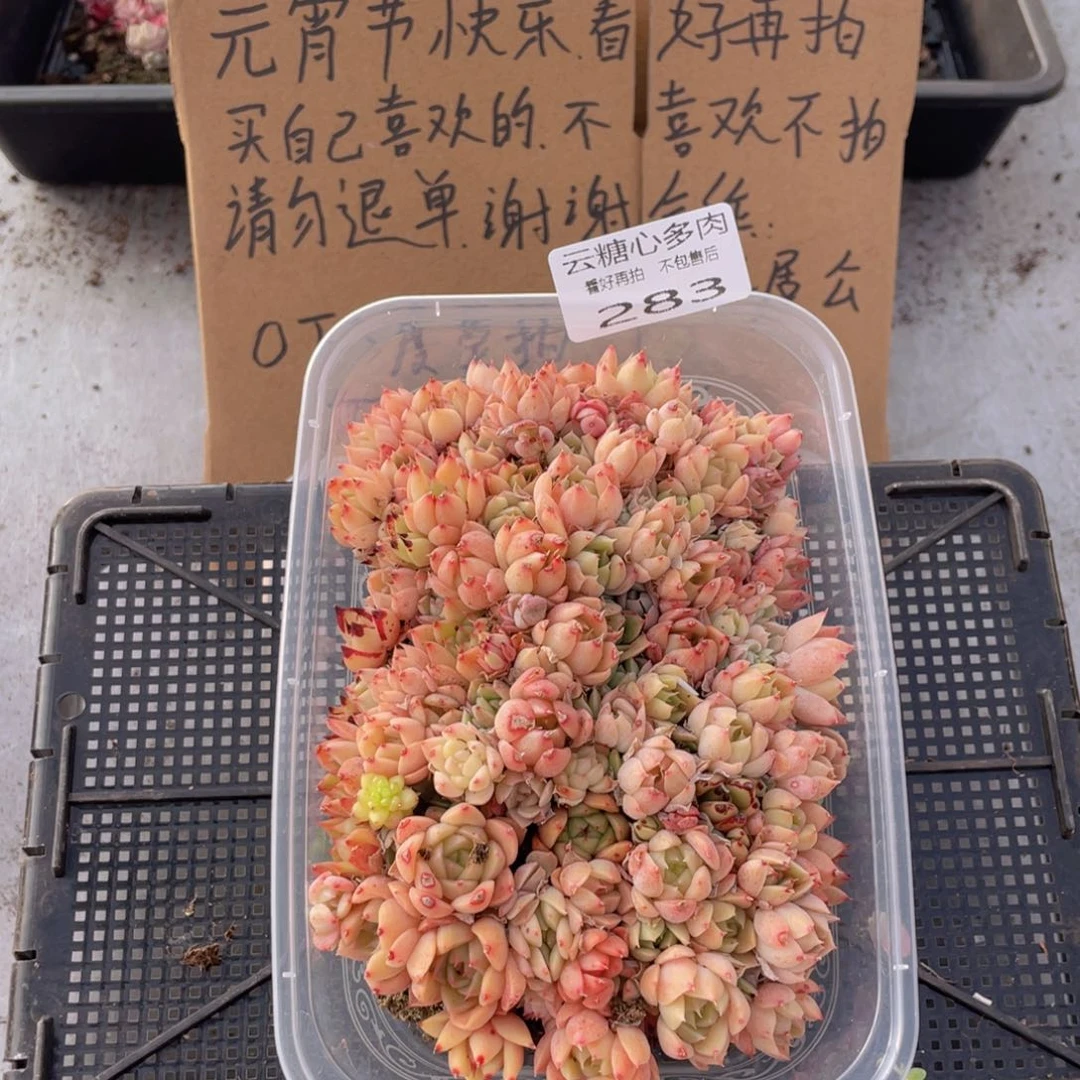 云糖心多肉植物283