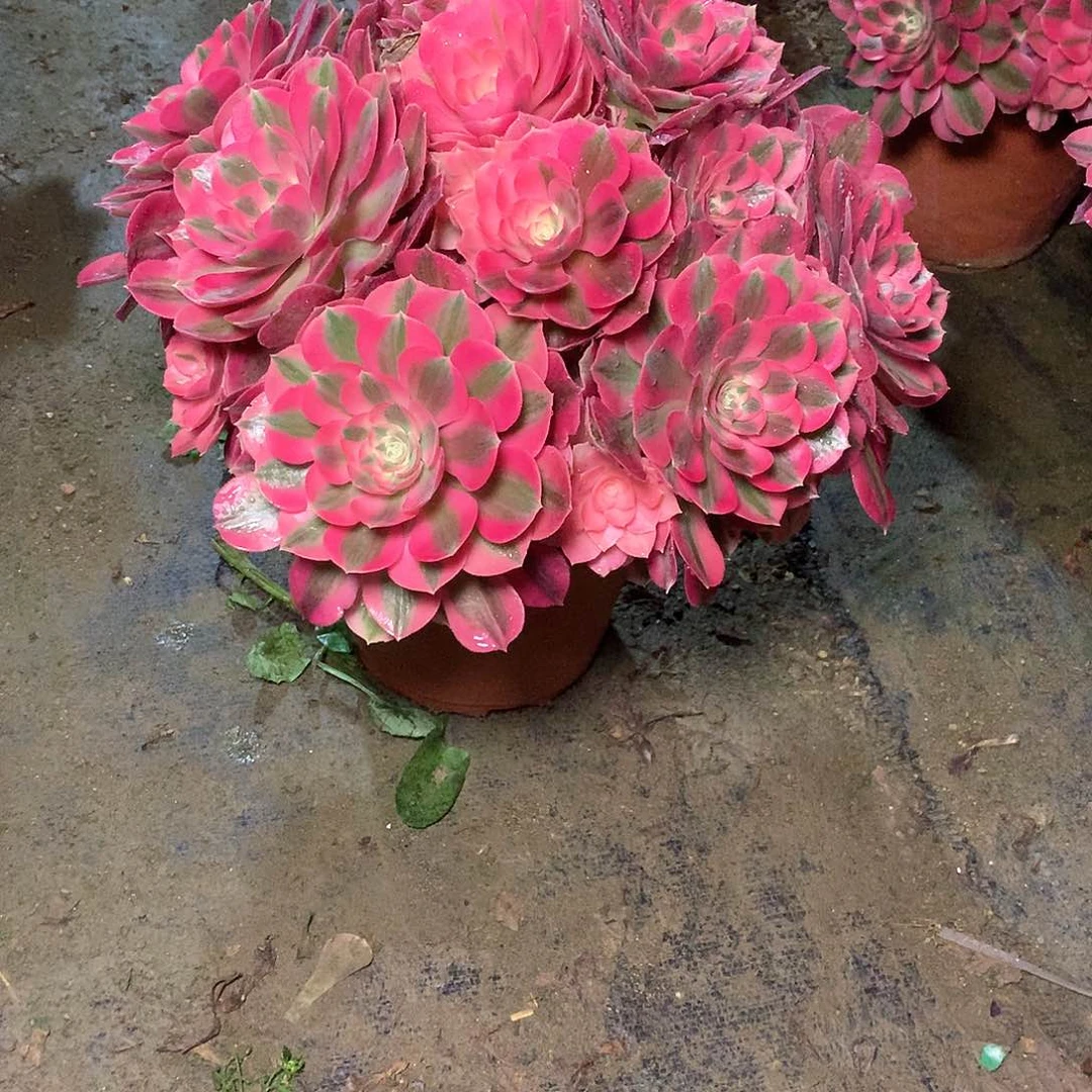 多肉多肉多肉多肉187