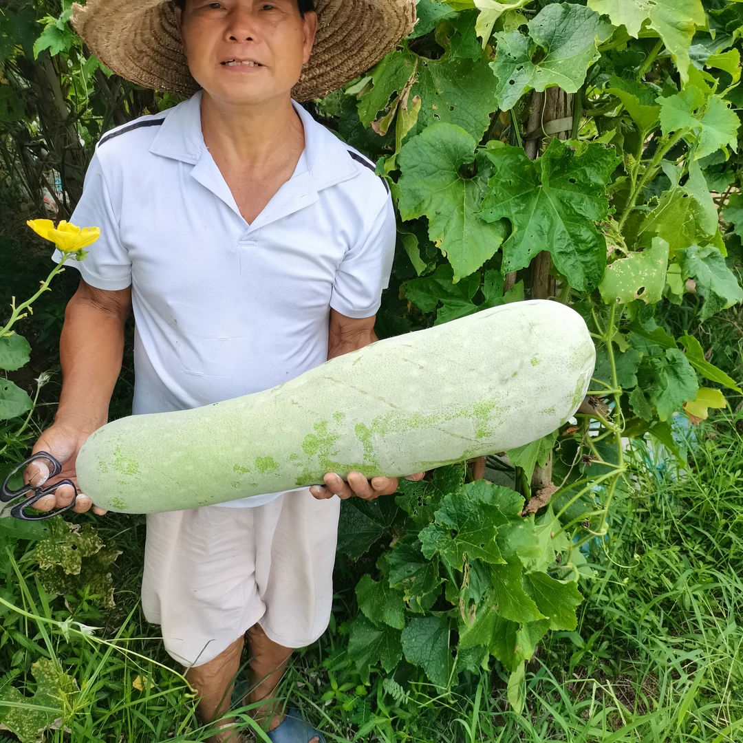 老罗家自种 大冬瓜 一物一拍 不打药无激素露天蔬菜 多退少补