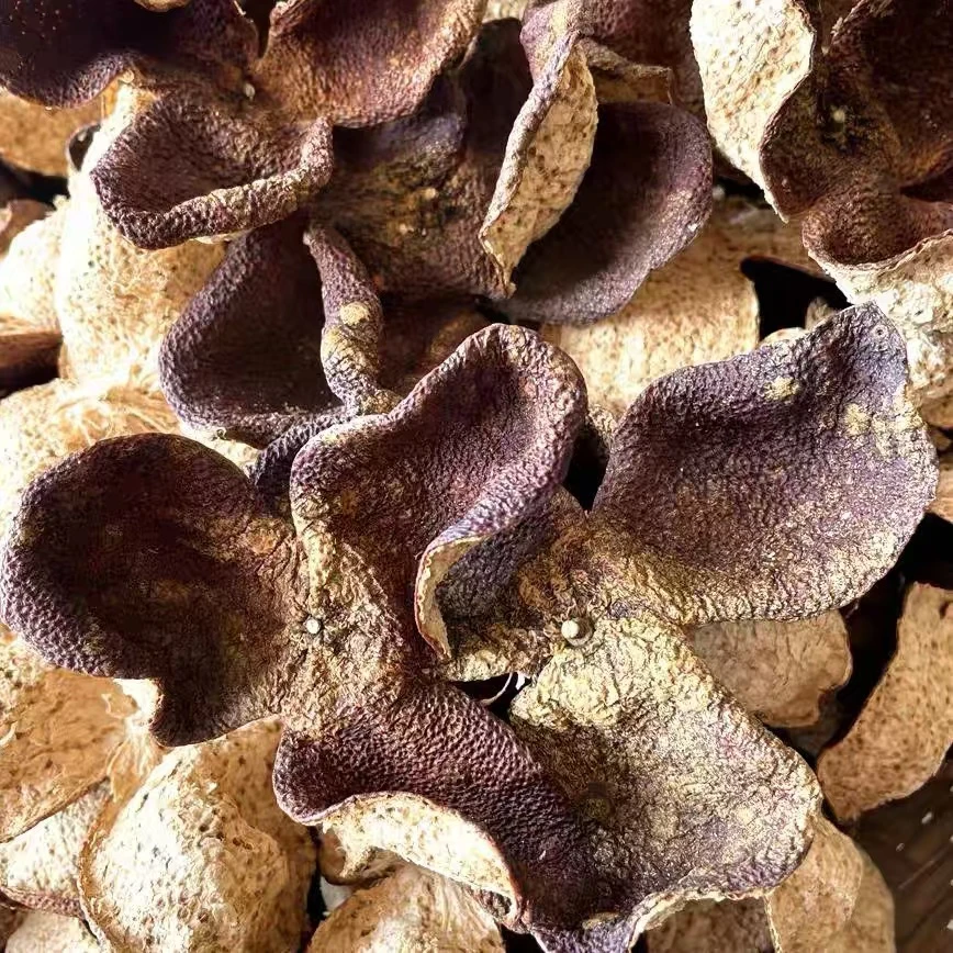 【南坦冬后狗囊皮】12年正宗陈皮南坦圈枝冬后狗囊皮十二年狗囊皮