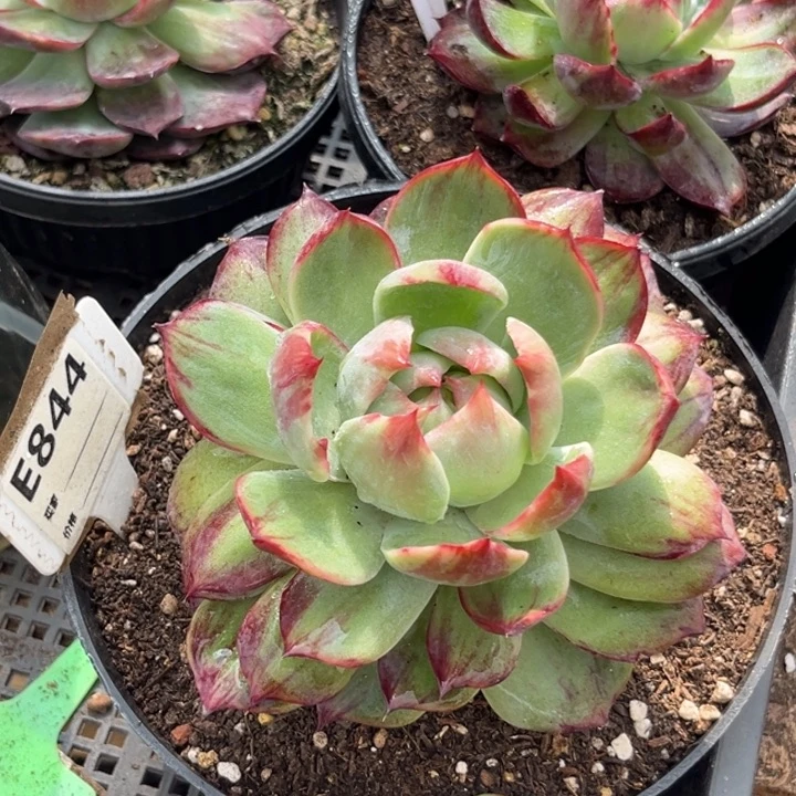 炫叶惊鸿一物一拍包装收缩花旱844