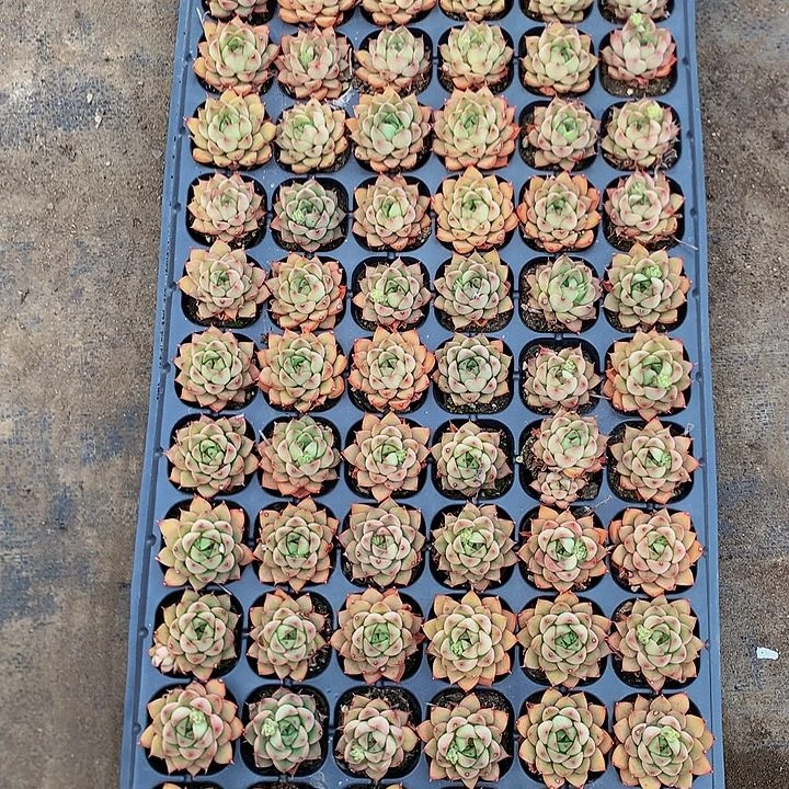 穴盘苗，送，000000000000