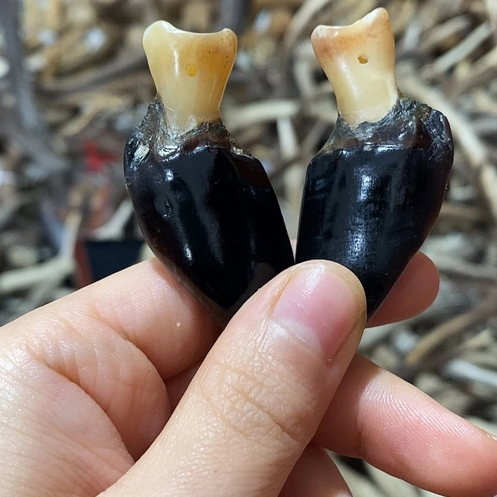 非金属鹿蹄鹿蹄鹿蹄