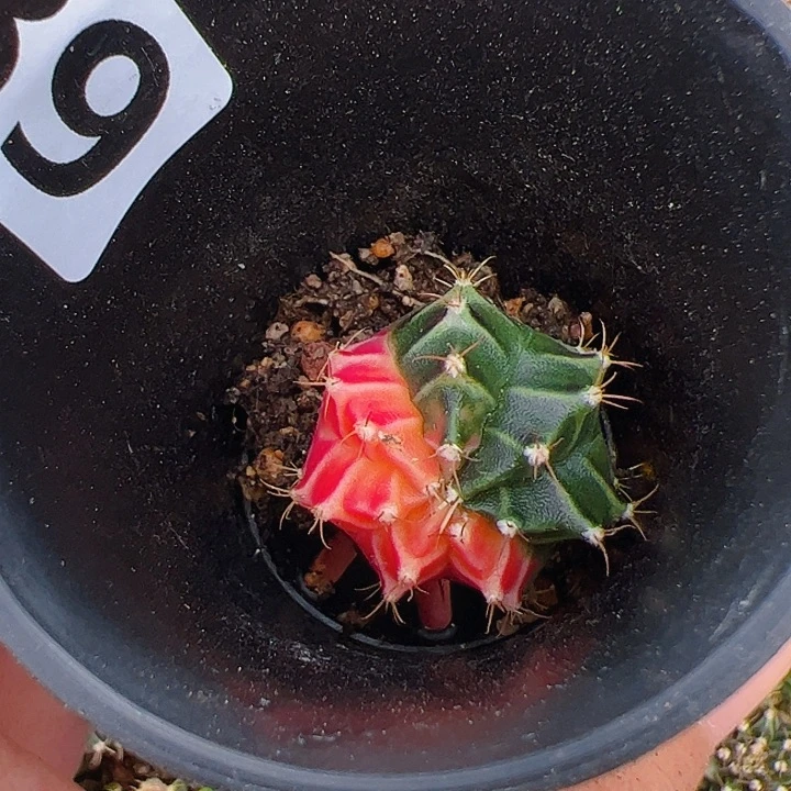 月***亮当前无花栽培后可以开花289