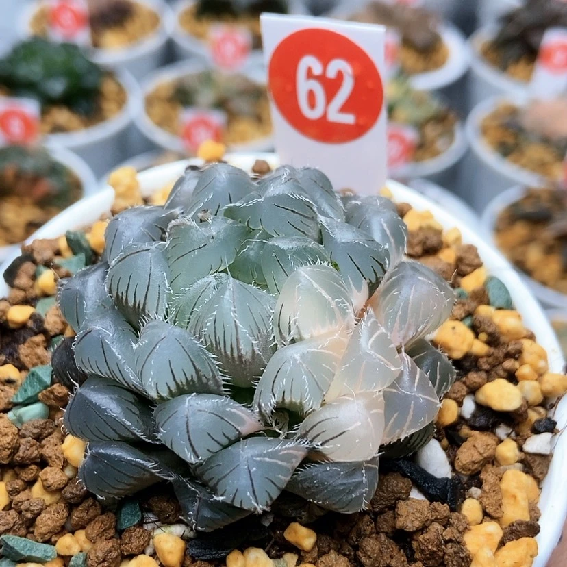 【闪购商品】62蓝镜少锦