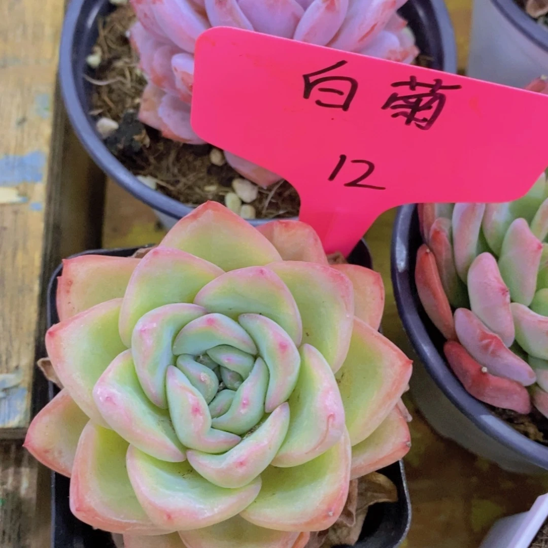多肉植物,一物一拍,3单包邮