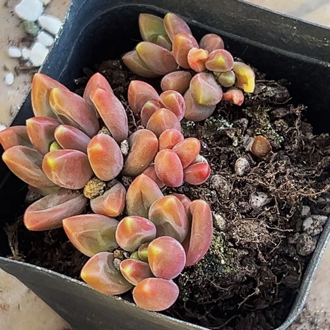 桔云多肉美人精品系列