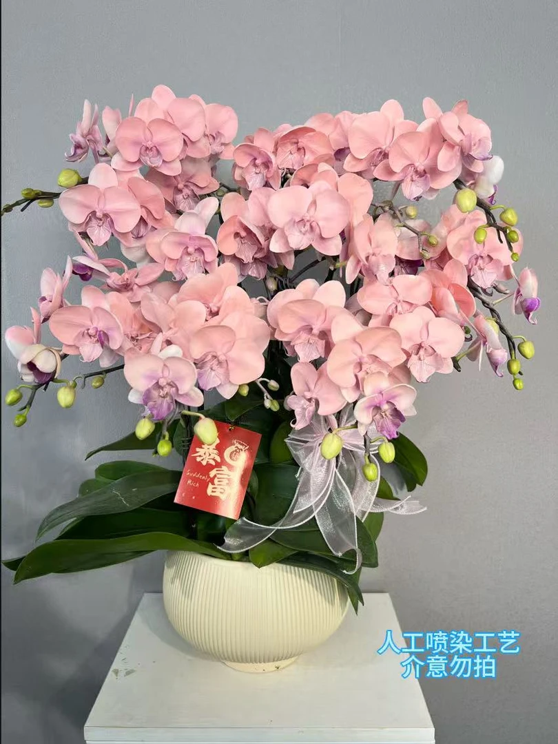 （水蜜桃） 欧洲进口品种 植物喷染艺术组盆蝴蝶兰室内盆栽花卉鲜