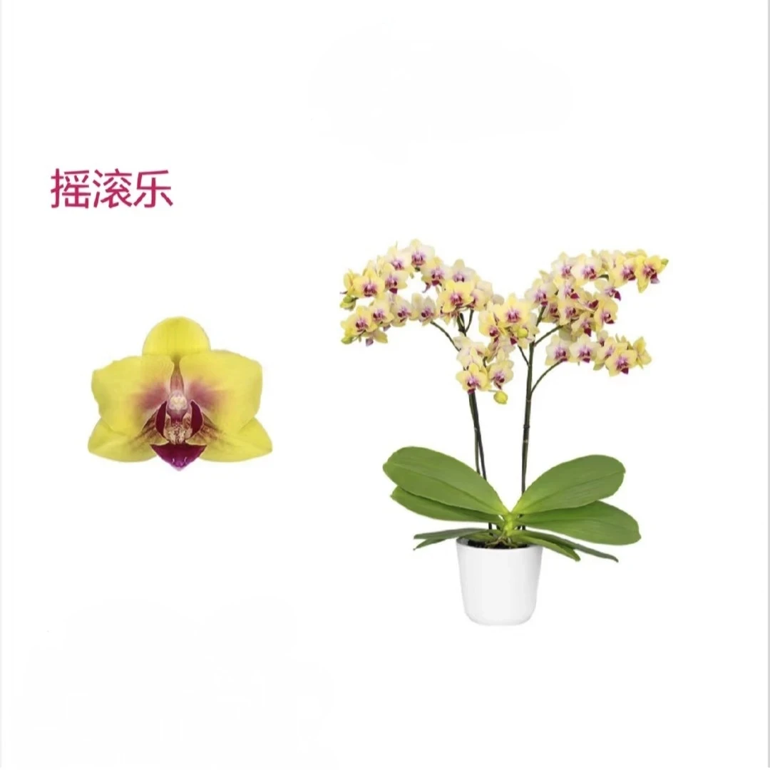 摇滚乐   蝴蝶兰基地直发