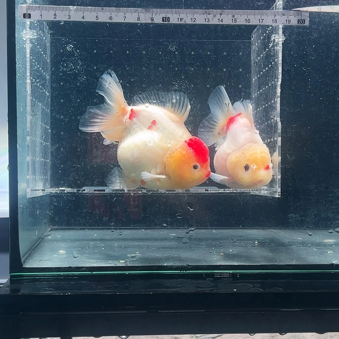 七***爱金鱼ddddddddddddd