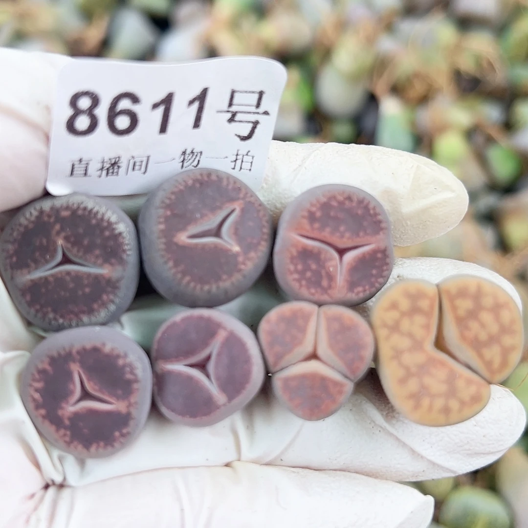 8611 好养易活生石花大母本奔奔7个1.5-2cm