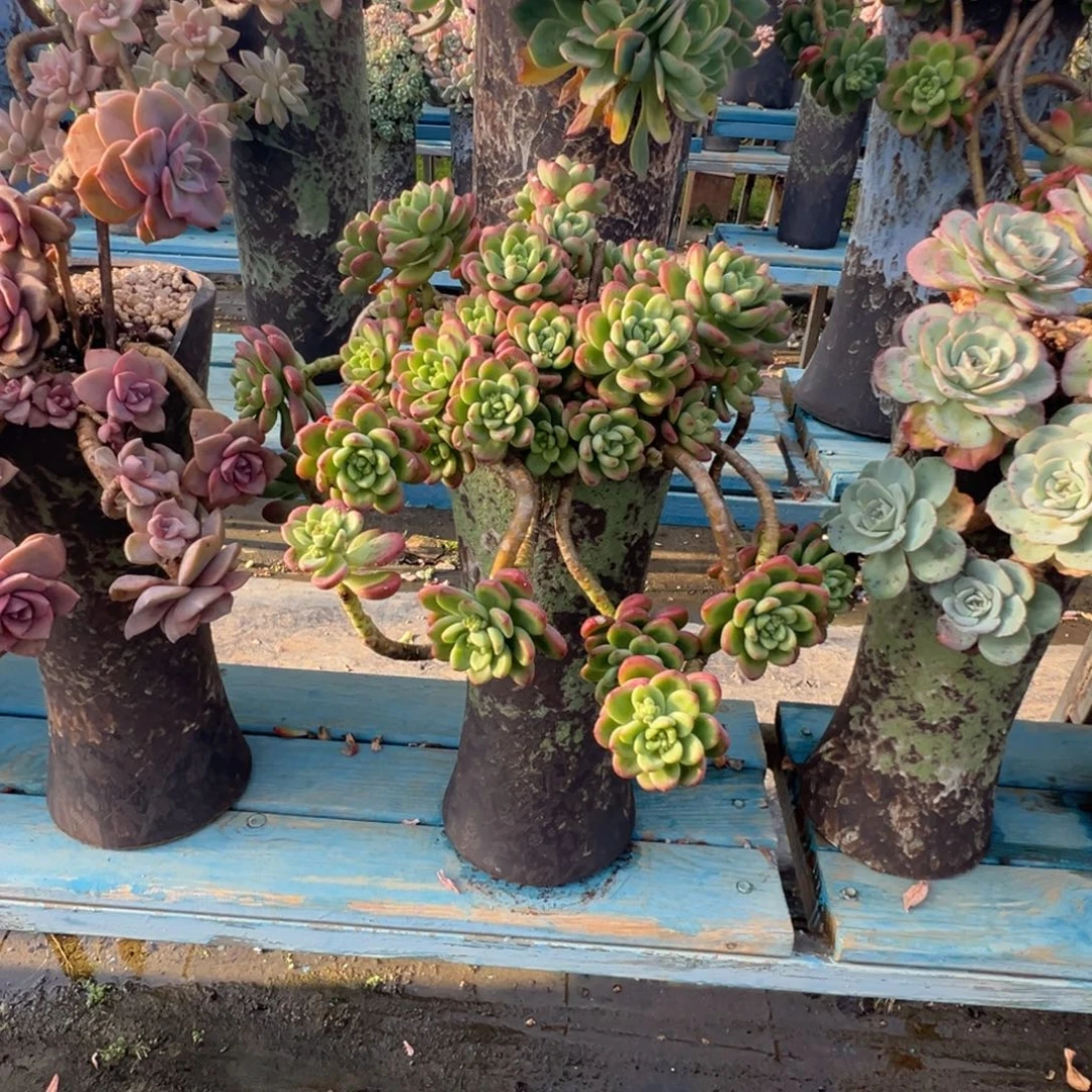 精品香格里拉妖桩 裸肉