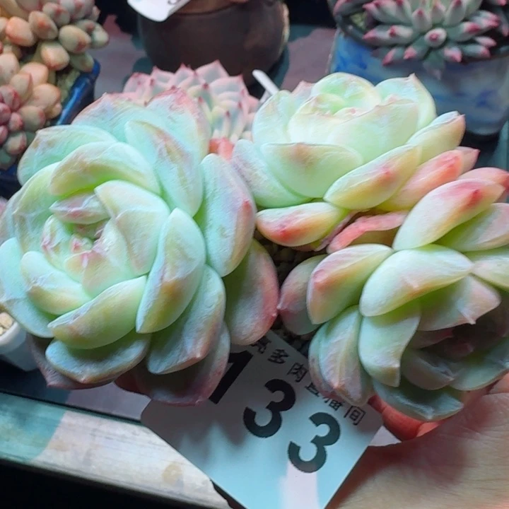 露香凝         精控精养多肉植物