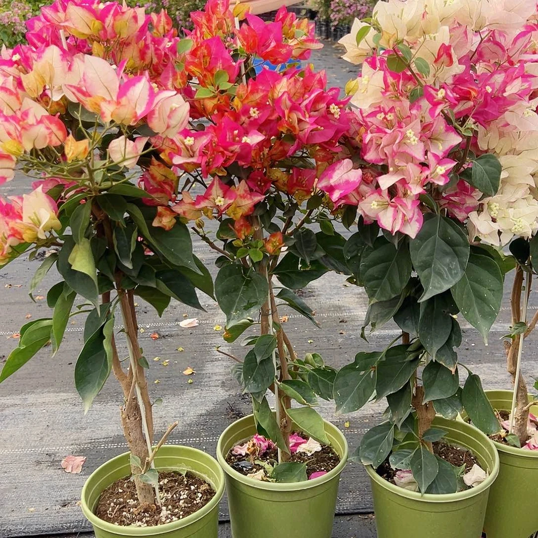 大部分花苞少量开放彩色卡亚塔带竹一棵