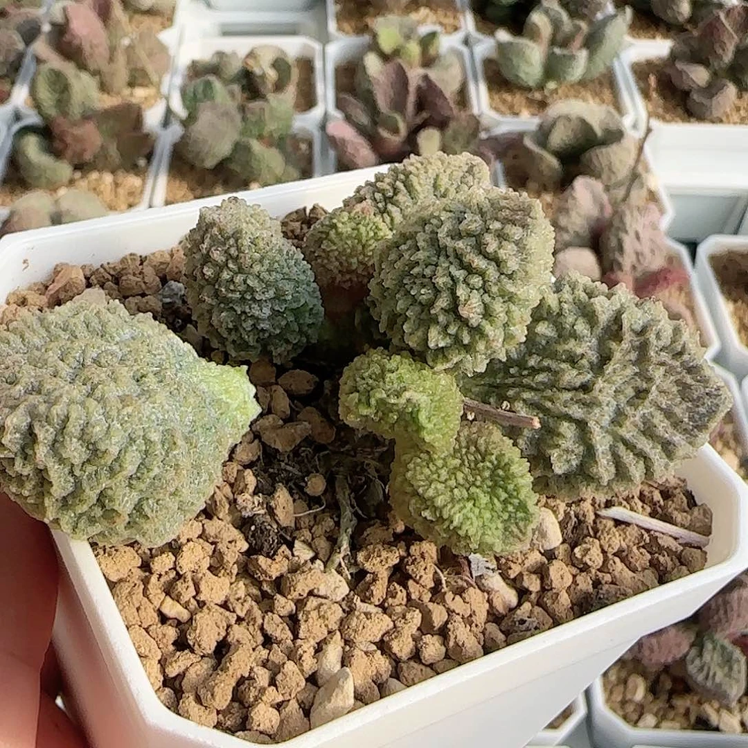 浪***。实生水泡 花友专拍