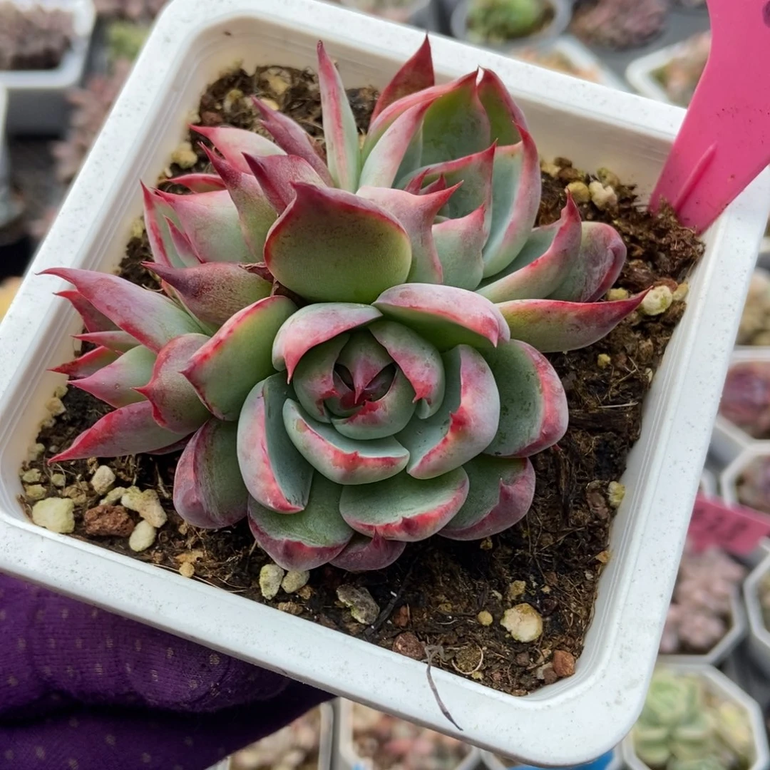 118惊鸿仙子多肉植物