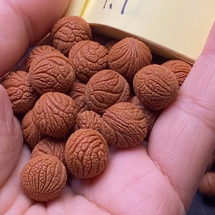 秦岭龙纹桃核21颗