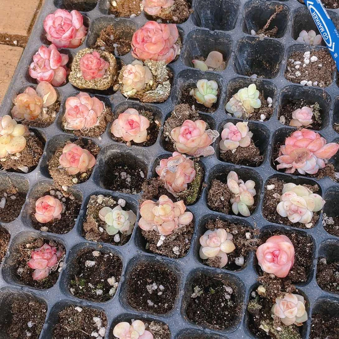 桃坞2号穴一个满25包邮