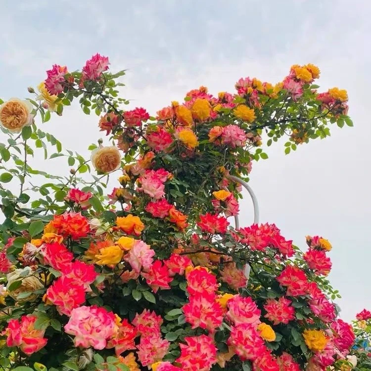1.6-1.7米藤彩虹藤本月季花盆栽爬藤四季开花卉庭院蔷薇大苗