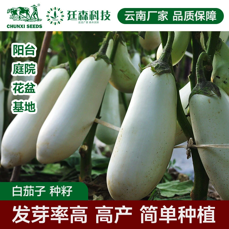 七彩云南特色良种白茄子家庭种植简单易种自己的小菜园种植播种