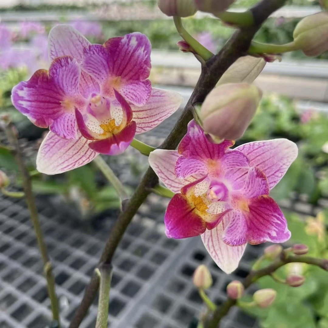 2.5寸 蜡笔小新-开花株【消苞小掉苞】 叶瑕少根 蝴蝶兰