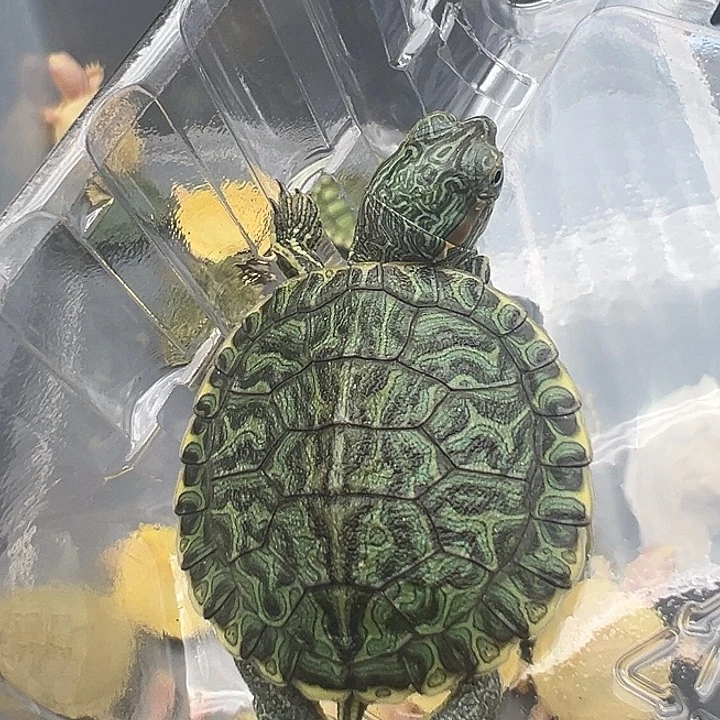绿毛龟母玲珑1111