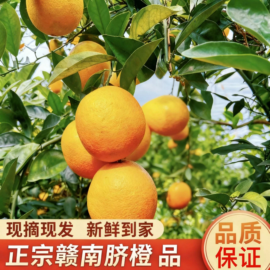 正宗赣南橙子脐橙新鲜现摘香甜应季水果【赣南安远县产地直发】