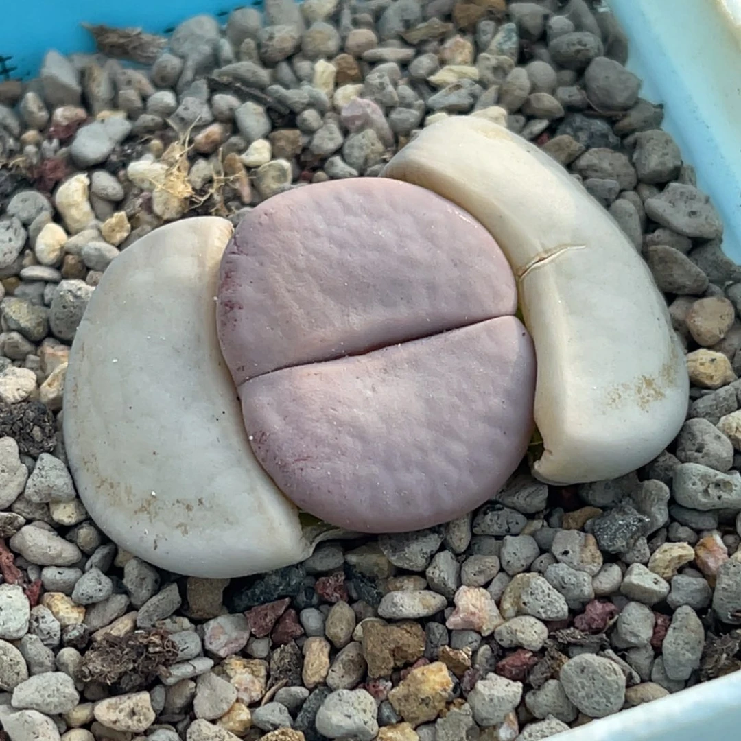 9419白曲母本一颗