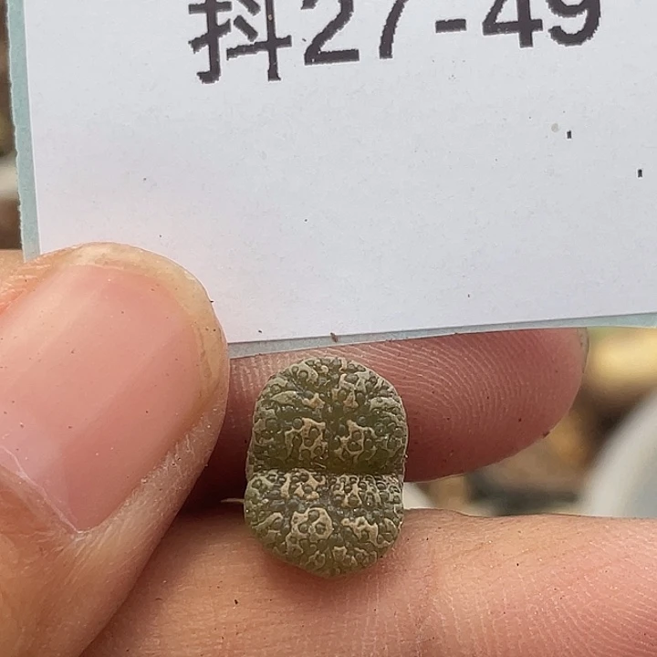 27-49泡泡勋章多肉植物