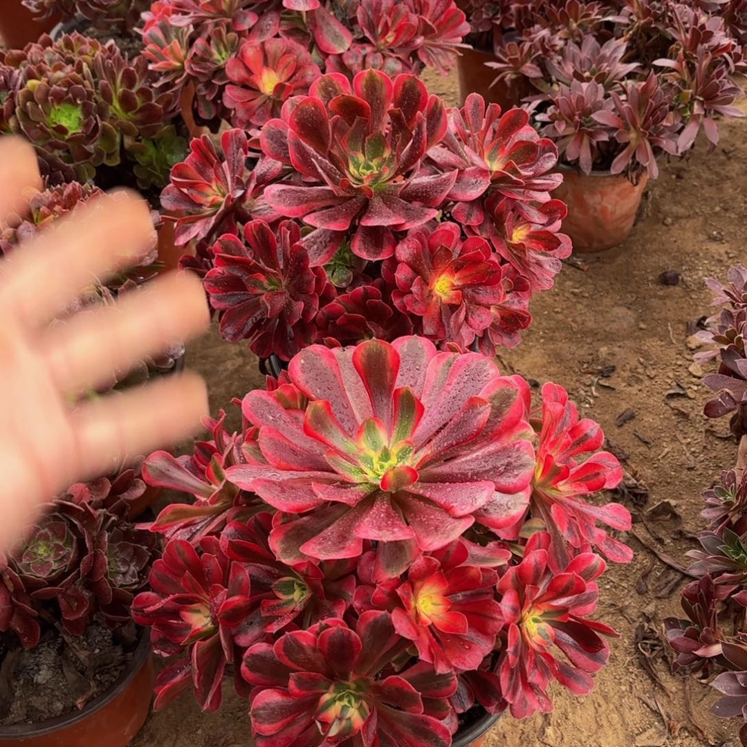 美杜莎4号15.8多肉植物