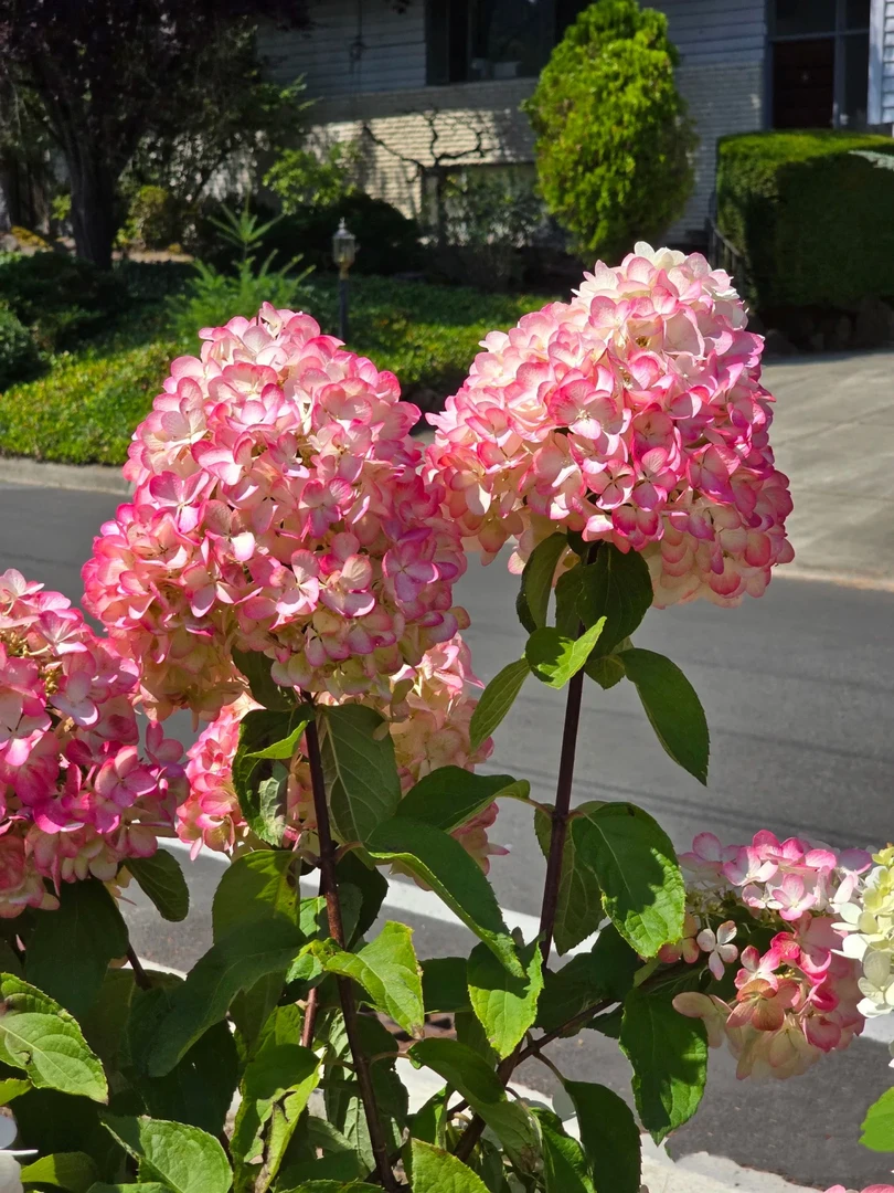 【2.5加仑红宝石灯塔】露天苗庭院阳台栽种耐寒耐热多季木绣球盆栽