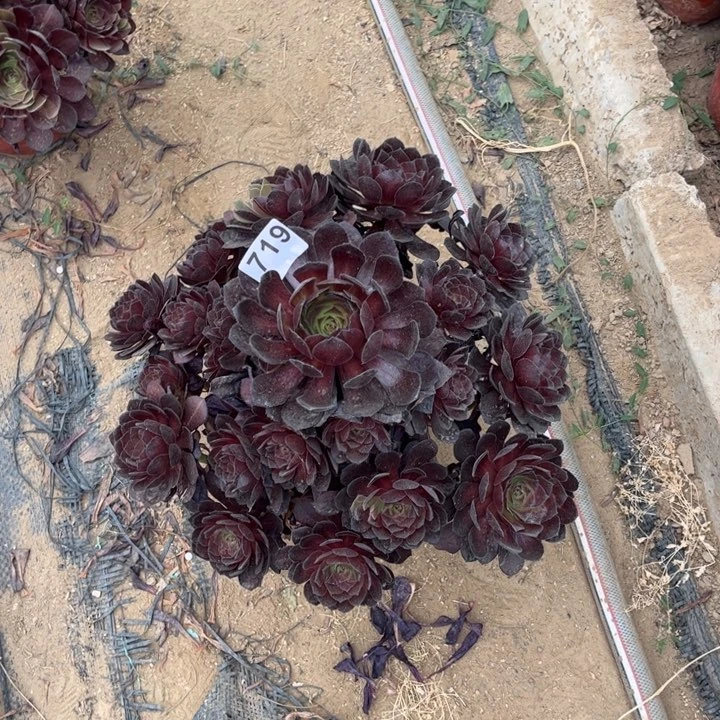 张*旺黑寡妇719不包断枝