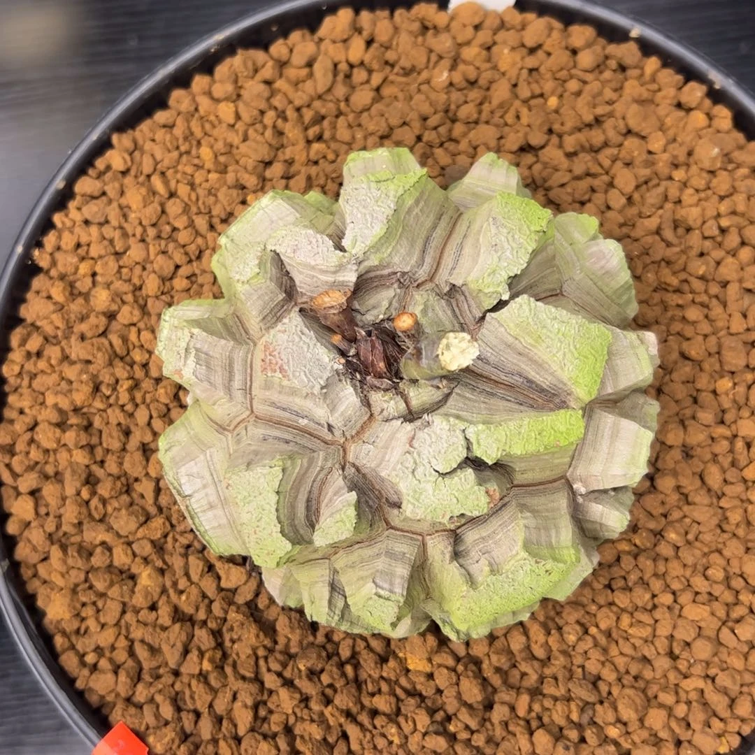 精品盆栽养定龟甲龙0353号