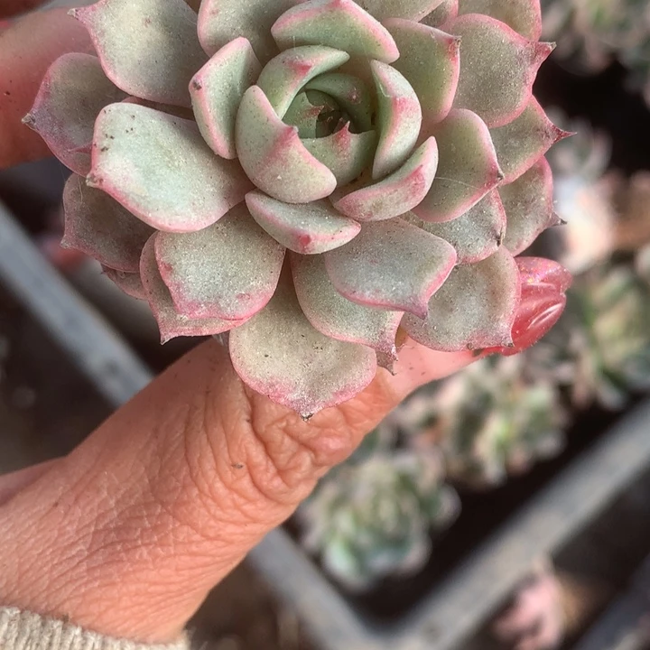 笨巴。拍5发7颗。（满9.99包邮不满9.99发叶子）