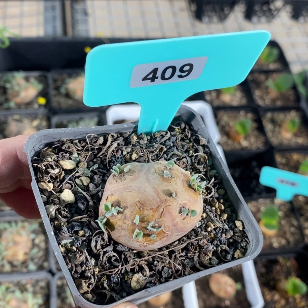 产地格加厚炖菊一个